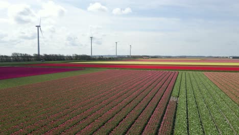 Stunning-blanket-of-colorful-tulips-in-countryside-of-Holland-with-windmills