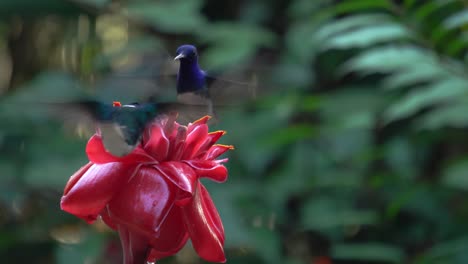 Two-white-necked-Jacobin-colibri-birds-feeding-on-a-flower-of-Etlingera-elatior-while-in-flight