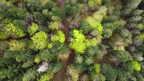 Aerial-spring-forest-evergreen-trees-top-down-4K