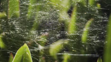 Makro-Des-Breiten-Spinnennetzes-Auf-Den-Grünen-Pflanzen