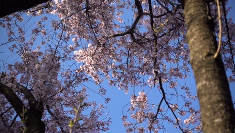Heavy-wind-moving-Sakura-cherry-blossom-trees-on-bright-and-sunny-day