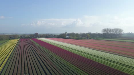 Verträumtes-Feld-In-Holland-Gefüllt-Mit-Bunten-Tulpen,-Ikonische-Holländische-Landschaft