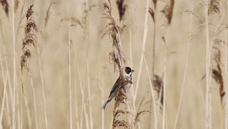 Black-Capped-Chickadee-Perching-On-Stalk-Of-Wild-Grasses-During-Summer