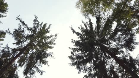 Point-of-view-rolling-upshot-at-the-pine-forest-in-slow-motion