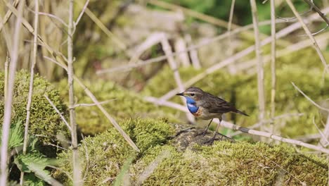 Bluethroat-Bird-Feeding-And-Pecking-Insect-On-Mossy-Rocks