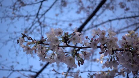 Schöner-Baumzweig-Mit-Sakura-Blumen,-Die-Gegen-Den-Blauen-Himmel-Wachsen
