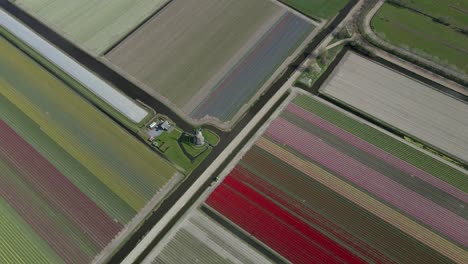 Above-different-farm-plots-with-colorful-tulips-during-spring-in-Holland