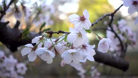 Las-Famosas-Flores-De-Cerezo-Japonesas-Vuelan-Suavemente-Ondeando-En-El-Viento