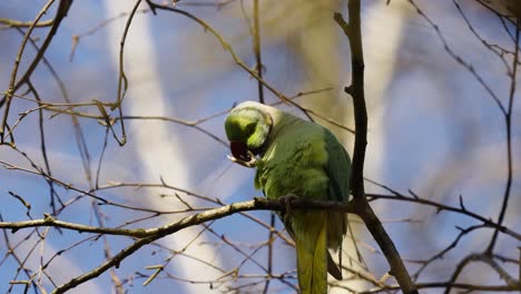 Rose-ringed-Parakeet-Perching-On-Small-Branches-Of-A-Tree-With-Bokeh-Background-During-Sunny-Winter