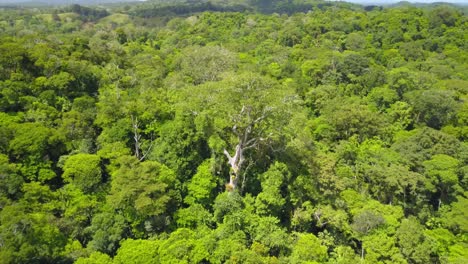 Aerial-drone-shot,-rotating-view:-an-Almendro-tree-,-in-the-middle-of-a-forest-in-Costa-Rica