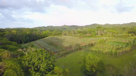 A-pineapple-plantation-in-Costa-Rica,-surrounded-by-lush-vegetation