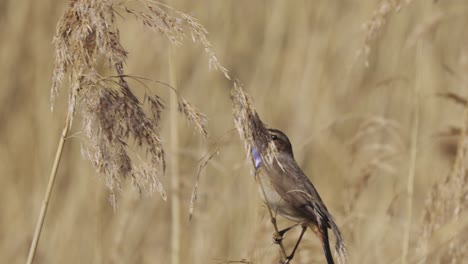 bluethroat-perched-and-singing-in-the-dry-reed-woods