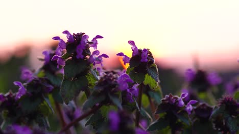 Close-up-of-purple-dead-nettles-growing-in-a-group-and-backlit-by-setting-sun