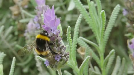 Makro-Einer-Großen-Honigbiene,-Die-Auf-Einer-Lavendelpflanze-Klettert-Und-Sich-Ernährt
