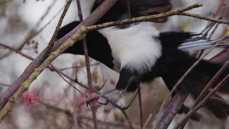 Eurasian-magpie-bird-leg-stuck-in-twisted-string-while-perched-on-tree-branch-and-trying-to-untangle-the-rope-from-mouth---bird-trap-concept,-zoom-in-shot