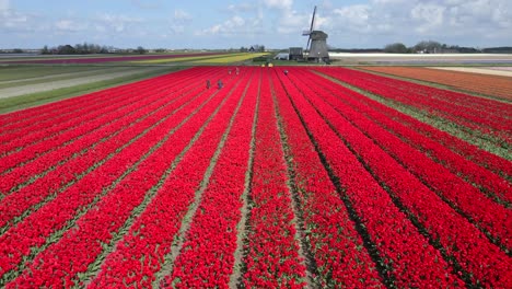 Leuchtend-Rote-Tulpen-Auf-Der-Wiese-Mit-Klassischer-Windmühle-In-Holland-Im-Frühling