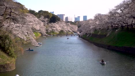 Tarde-Tranquila-En-Tokio-Con-Botes-De-Remos-En-El-Foso-Chidorigafuchi-Durante-Sakura
