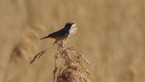 beautiful-bluethroat-balancing-on-the-reed-branch-and-calling-and-singing-around