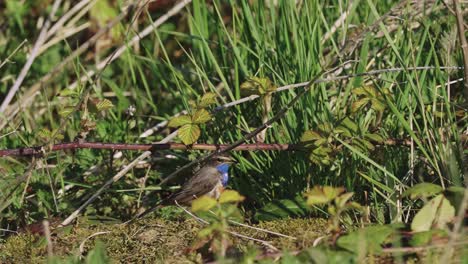 Weiß-Gefleckter-Blaukehlchenvogel,-Der-Sich-Lautlos-Auf-Dem-Boden-Inmitten-Des-Laubs-Bewegt