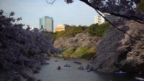 Atemberaubende-Landschaft-Am-Chidorigafuchi-graben-Mit-Rosa-Kirschblütenbäumen