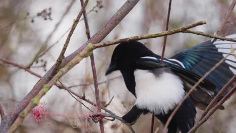 eurasian-magpie-with-his-claw-tangled-in-a-plastic-fishing-line-between-stems-trying-to-break-free