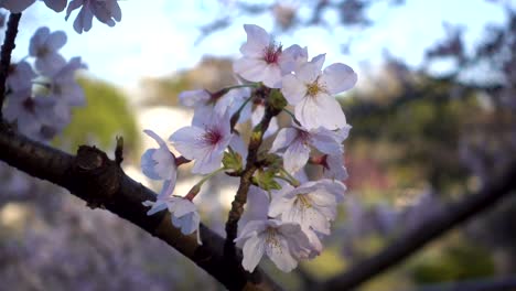 Close-up-of-beautiful-and-cute-Sakura-cherry-blossom-plants-on-bright-day