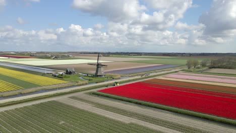 Icónico-Paisaje-Rural-Holandés-En-Primavera-Con-Molino-De-Viento-Y-Coloridos-Tulipanes