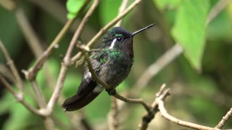 Un-Hermoso-Espécimen-De-Pájaro-De-Gema-De-Montaña-De-Garganta-Morada,-Parado-En-Una-Rama