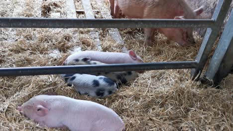 Piglets-sleeping-whilst-mum-provides-for-them-by-eating-hay