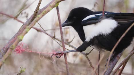 magpie-trapped-in-plastic-line-tries-to-release-the-paw-with-its-beak