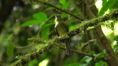 A-gorgeous-Eye-ringed-flatbill-bird-specimen-,-standing-on-a-branch