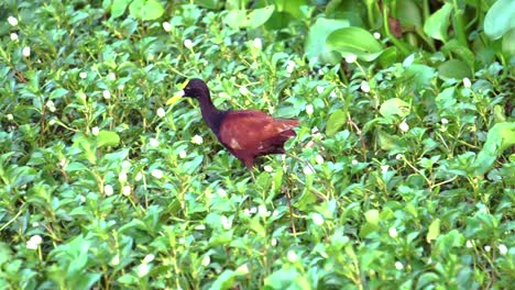 A-cute-Northern-Jacana-walking-in-the-green-grass,-looking-for-food