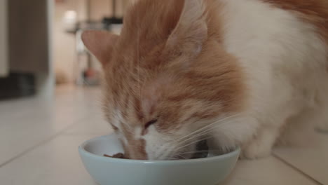 El-Gato-Doméstico-Esponjoso-De-Color-Naranja-Y-Blanco-No-Puede-Esperar-Para-Almorzar