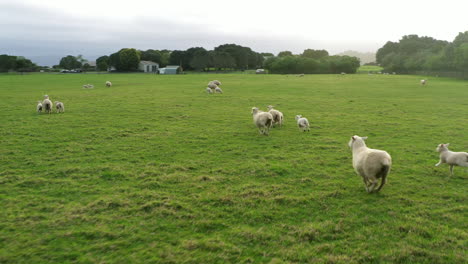 Sheep-running-in-the-park