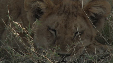 Lion-relaxing-in-the-shade,-one-cub-breathing-heavily,-Serengeti-N