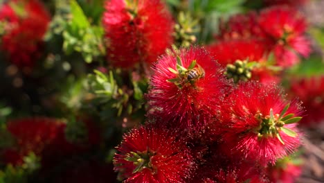 Bee-pollinating-red-blooming-flowers-and-flies-away-in-the-neighborhood-plants