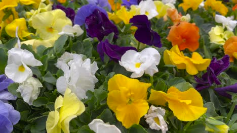 Colorful-mixed-pansies-in-a-summer-garden-beautify-the-landscape
