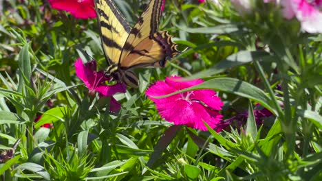 A-yellow-and-black-swallowtail-butterfly-eating-nectar-from-a-flower-with-its-long-proboscis