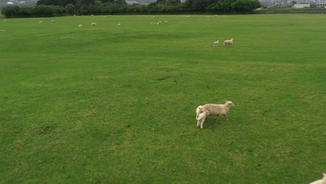 Drone-footage-of-a-sheep-park-in-New-Zealand