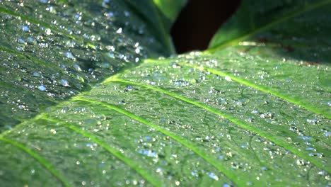 The-wet-leaf-of-a-tropical-plant,-full-of-raindrops