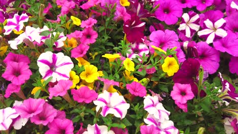 Las-Flores-De-Pensamiento-Salpican-Colores-Brillantes-En-El-Paisaje-Del-Jardín