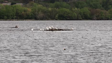Small-squadron-of-white-pelicans-gathered-on-a-sand-bar-in-the-Mississippi-River-during-their-spring-migration