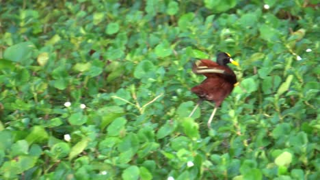 A-cute-Northern-Jacana-walking-in-the-green-grass,-looking-for-prey