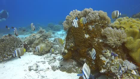 Bunte-Schmetterlingsfische,-Die-über-Einem-Korallenriff-Füttern