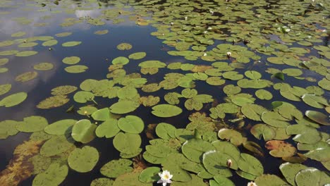 Nahaufnahme-Schöne-Weiße-Lotusblumen-Wachsen-Wild-Am-See