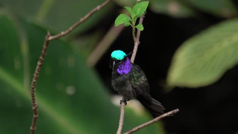 A-cute-Purple-throated-mountaingem-bird-specimen,-standing-on-a-branch-and-looking-around