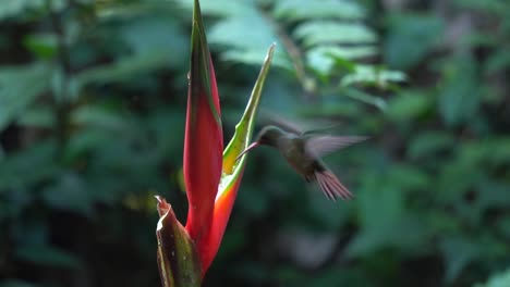 Un-Lindo-Pájaro-Colibri,-Dando-Vueltas-Por-Una-Planta-Heliconia-Stricta,-Comiendo-El-Néctar-De-Su-Flor