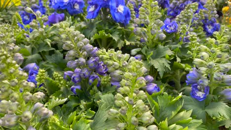 Las-Flores-Púrpuras-Delphinium-Florecen-En-Racimos-Creando-Un-Ramo-Natural-Y-Fragante