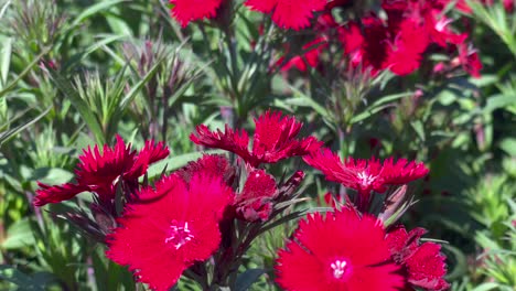 Bright-red-flowers-with-delicate-petals-bloom-in-a-botanical-garden