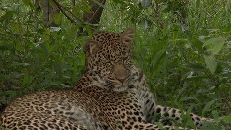Leopard--lying-under-a-tree,-biting-at-lies